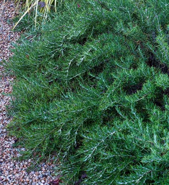 Chef's Choice Rosemary (2.5 Quart) Fragrant Evergreen Cooking Herb/Shrub - Full Sun Live Outdoor Plant