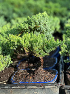 Live Dwarf Juniper Bonsai Tree | Potted in Large Ceramic Pot | 3 Years Old | 100% Handcrafted | Outdoor Bonsai | Unique Gift for Birthday, Graduation, Anniversary