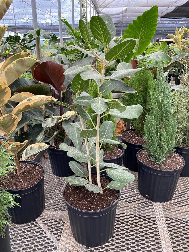 RedCrocus Fiddle Leaf Fig (Ficus lyrata) Indoor Plant, Large Green Foliage, Perfect for Living Rooms & Offices, Easy Care, Air Purifier, Container Friendly 10" Pot