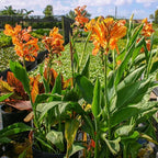 Canna 'Orange Taney', a Great Live Pond Plant for Your Water Garden. Filters koi and Goldfish Ponds. Good for Bogs, Plant Shelf or Shallow Water This marginal Aquatic is a Real Beauty