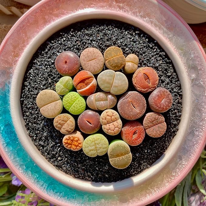Lithops Succulent Plants Live – 0.4-0.6" 30 Pcs Rare Living Stones Mix, Succulents Bare Root Without Pot & Soil, Easy-Care Indoor Office Desk Decoration, Unique Plant Gifts for Succulent Lovers