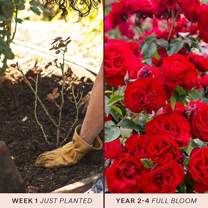 Heirloom Climbing Roses, Live Own Root Plant for Outdoor Garden, Dublin Bay®, Lightly Fragrant, Hardiness Zones 5-10, Continual Blooming