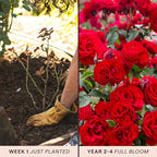 Heirloom Climbing Roses, Live Own Root Plant for Outdoor Garden, Dublin Bay®, Lightly Fragrant, Hardiness Zones 5-10, Continual Blooming