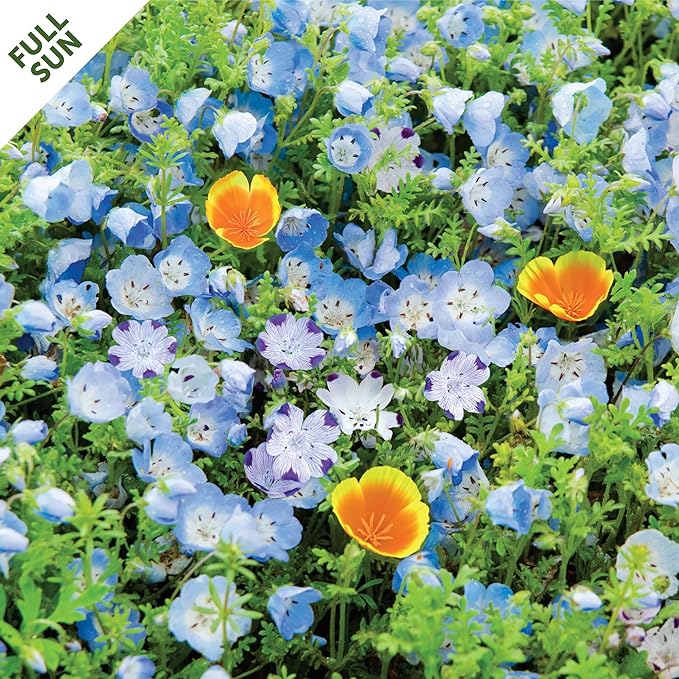 Seed Mat - Easy to Plant and Grow Garden Seeds - Creates Fragrant, Vibrant Flower Garden (BloomScape Floral Ground Cover Blend - 1 mat)