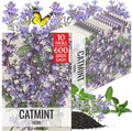 Seed Needs Catmint Seeds for Planting an Indoor/Outdoor Herb Garden - Non-GMO Heirloom & Untreated Herbal Plants - Great for Cats Nepeta mussinii (10 Packs)