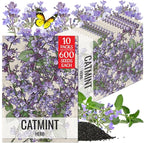 Seed Needs Catmint Seeds for Planting an Indoor/Outdoor Herb Garden - Non-GMO Heirloom & Untreated Herbal Plants - Great for Cats Nepeta mussinii (10 Packs)