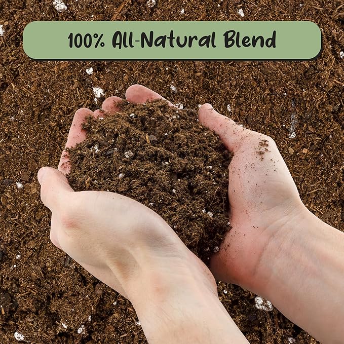 Soil Sunrise Premium Fiddle Leaf Fig Tree Soil (12 Quarts) - Expert Formula for Vibrant Growth - Nutrient-Rich Potting Mix,Specifically Designed for Healthy Indoor,Outdoor,& Potted Fiddle Fig Plants