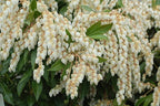 Pieris jap. 'Compacta' (Compact Japanese Andromeda) Evergreen, #3 - Size Container