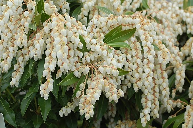 Pieris jap. 'Compacta' (Compact Japanese Andromeda) Evergreen, #3 - Size Container