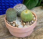 Altman Plants, Assorted Cactus Plants Live Cactus Decor (4PK), Cactus Plant Live Succulents Plants Live in Cactus Soil Potting Mix, Live Cacti Plants Live Succulent Plants Live Plants in Cactus Pot