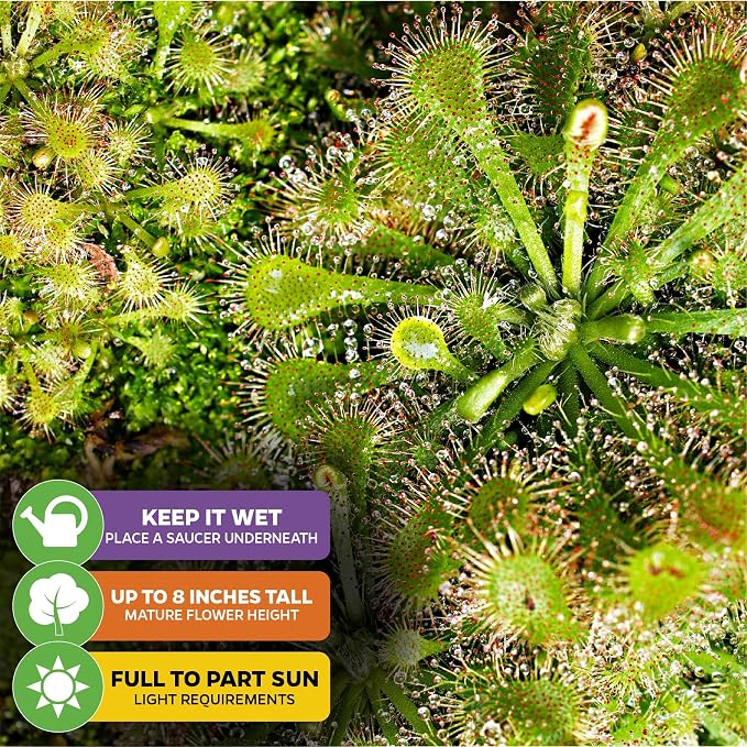 Spoonleaf Sundew Live Carnivorous Plant - Drosera Spathulata by Wellspring Gardens - Starter Plant - Live Potted Indoor Plant, Ideal for Home & Office Environments and Plant Enthusiasts