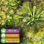Spoonleaf Sundew Live Carnivorous Plant - Drosera Spathulata by Wellspring Gardens - Starter Plant - Live Potted Indoor Plant, Ideal for Home & Office (2-Pack)