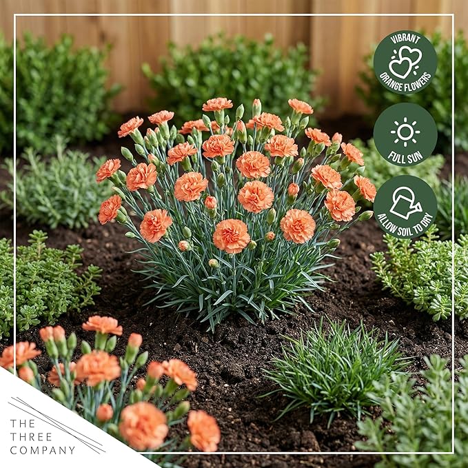Live Dianthus 2-Pack – Orange Sparkler – Fragrant Spring Perennial, Deer Resistant, 10” Tall, 1 Qt Pot