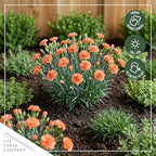 Live Dianthus 2-Pack – Orange Sparkler – Fragrant Spring Perennial, Deer Resistant, 10” Tall, 1 Qt Pot