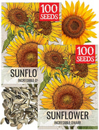 Seed Needs Dwarf Sunflower Seeds for Planting Incredible Sunflowers - Heirloom & Open Pollinated Flowers to Plant an Outdoor Wildflower Garden to Attract Beneficial Pollinators (2 Packs)