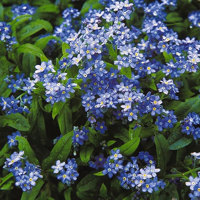 Chalily Forget-me-not, a Great Live Pond Plant for Your Water Garden. Filters koi and Goldfish Ponds. Good for Bogs, Plant Shelf or Shallow Water This marginal Aquatic is a Real Beauty