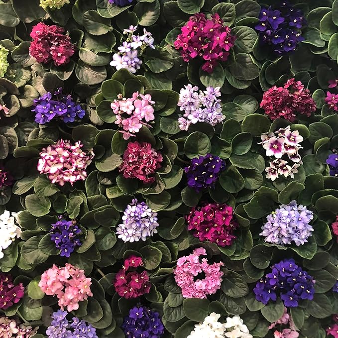 Optimara African Violet Variety Pack (2 Plants) 4" Pots, Grower's-Choice Assorted Varieties