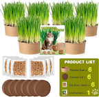 6 Pack Natural Cat Grass Seeds Growing Kit, Easy Growing Pet Grass for Cat & Kittens Indoor Garden, Fresh Cats Grass Set for Chewing, Quick Germination, Ideal for Beginners, Pet Safe