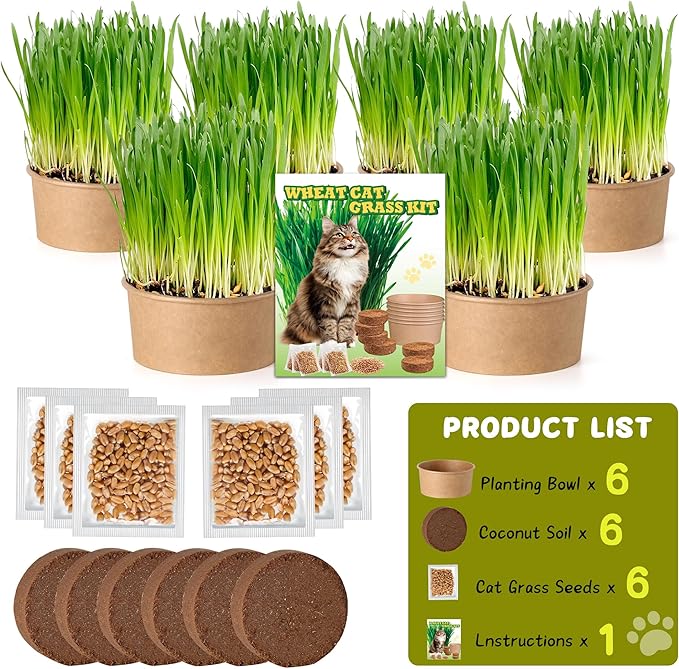 6 Pack Natural Cat Grass Seeds Growing Kit, Easy Growing Pet Grass for Cat & Kittens Indoor Garden, Fresh Cats Grass Set for Chewing, Quick Germination, Ideal for Beginners, Pet Safe