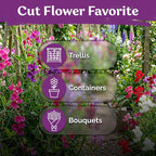 KVITER 50 Royal Family Mix Sweet Pea Seeds (Lathyrus Odoratus) - Sweet Pea Non GMO Seed Packets, Fragrant Climbing Large Blooms - Annual Flower Seeds for Outdoor Garden, Containers, Cut Flowers