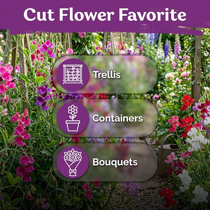 KVITER 50 Royal Family Mix Sweet Pea Seeds (Lathyrus Odoratus) - Sweet Pea Non GMO Seed Packets, Fragrant Climbing Large Blooms - Annual Flower Seeds for Outdoor Garden, Containers, Cut Flowers