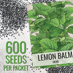 Seed Needs Lemon Balm Seeds for Planting - Non-GMO, Heirloom & Untreated Perennial Medicinal Herb - Plant Indoors/Outdoors Used for Making Calming Tea (1 Pack)