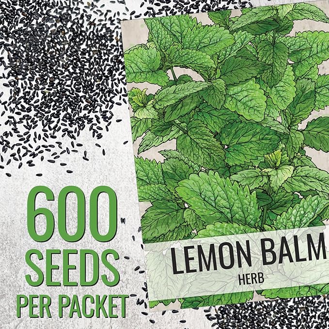 Seed Needs Lemon Balm Seeds for Planting - Non-GMO, Heirloom & Untreated Perennial Medicinal Herb - Plant Indoors/Outdoors Used for Making Calming Tea (5 Packs)