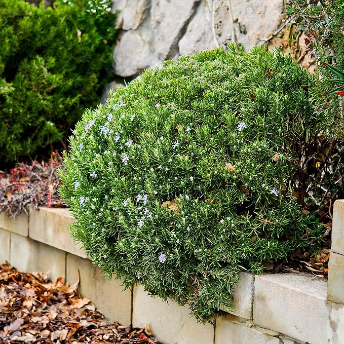 Perfect Plants Southern Living Chef's Choice Rosemary Bush in 1 Gallon Pot | Live Plant | Edible, Aromatic herb for Home Cooking and Gardening | Great for Cooking and Grilling | Zones 7-10