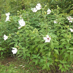 Chalily Pink Water Hibiscus, a Great Live Pond Plant for Your Water Garden. Filters The koi and Goldfish Pond. Good for Bogs, Plant Shelf or Shallow Water This marginal Aquatic is a Real Beauty