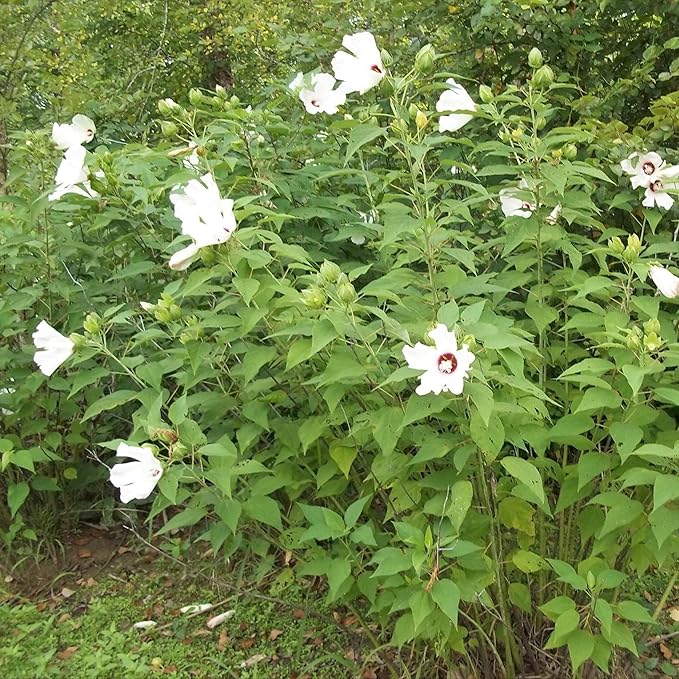Chalily Pink Water Hibiscus, a Great Live Pond Plant for Your Water Garden. Filters The koi and Goldfish Pond. Good for Bogs, Plant Shelf or Shallow Water This marginal Aquatic is a Real Beauty