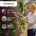 KVITER 50 Sweet Pea Mammoth Mix Seeds (Lathyrus Odoratus) - Sweet Pea Seed Packets, Large Fragrant Cut Flowers, Long Stems - Annual Flower Seeds for Gardens, Trellises, Flower Beds and Containers