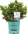 Bushel and Berry™ - Vaccinium x Jelly Bean (Blueberry) Edible-Shrub, , #2 - Size Container