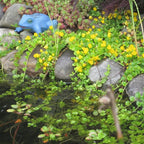 Chalily Creeping Jenny 'Green', a Great Live Pond Plant for Your Water Garden. Filters The koi and Goldfish Pond. Good for Bogs, Plant Shelf or Shallow Water This marginal Aquatic is a Real Beauty