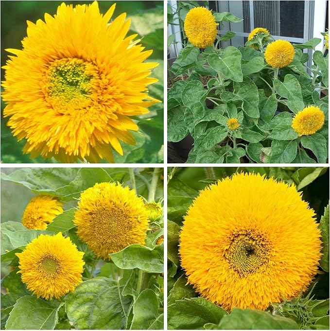Seed Needs Dwarf Teddy Sunflower Seeds for Planting Dwarf Sungold Sunflowers - Heirloom & Open Pollinated Flower Seed to Plant a Butterfly Garden (1 Pack)