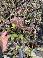 Hoya erythrostemma Hoya Sunrise lacunosa x Hoya Obscura- Rare Hanging Plant with Green & Red Leaves – Tropical Houseplant 4 in Pot