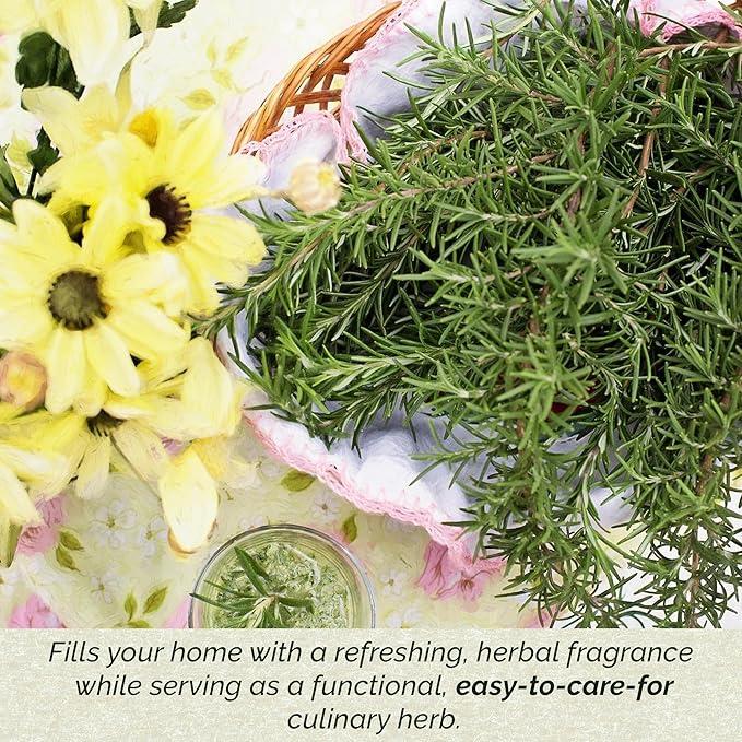 12 Tuscan Blue Rosemary, Live Plants – Rosmarinus Officinalis – Hardy & Fragrant Herb in 2.5” Nursery Pots – Grows Up to 5 Ft, Easy to Maintain, Great for Cooking, Landscaping & Aromatherapy