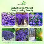 Outsidepride Cascade Blue Aubrieta Rock Cress Seeds - 2000 Pcs Perennial Flower Seeds, Easy to Grow, Low Maintenance, Cascading & Low Growing, for Baskets, Rock Walls, or Ground Covers