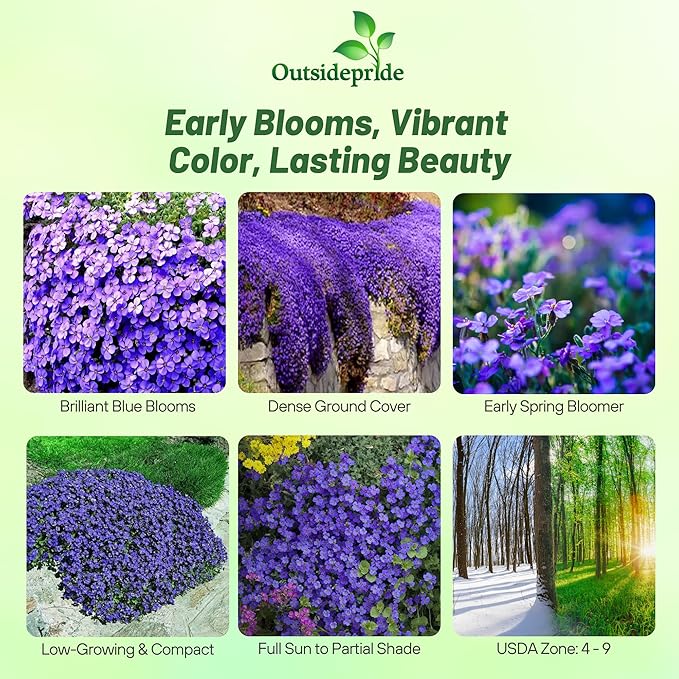 Outsidepride Cascade Blue Aubrieta Rock Cress Seeds - 2000 Pcs Perennial Flower Seeds, Easy to Grow, Low Maintenance, Cascading & Low Growing, for Baskets, Rock Walls, or Ground Covers