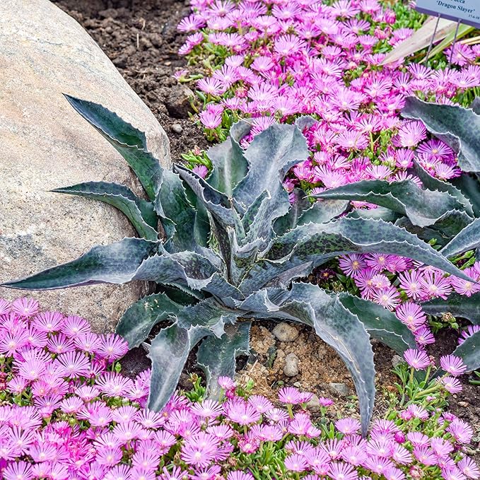 Catch a Wave Mangave, Live Plant in 3" Grower Pot, Easy Care, Houseplant