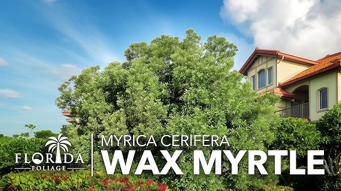 Wax Myrtle | 3 Large Trade Gallon Size Plants | Myrica Cerifera | Fast Growing Shrub, Privacy Screen, Evergreen Foliage, Ornamental, Drought Tolerant, Low Maintenance, Garden Landscape
