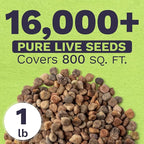 Bulk Texas Bluebonnet Wildflower Seeds - 1 Pound Bag - Over 16,000 Native Seeds - Texas State Flower!