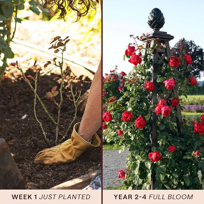 Heirloom Climbing Roses, Live Own Root Plant for Outdoor Garden, Arborose® Florentina, Moderately Fragrant, Hardiness Zones 5-10, Continual Blooming