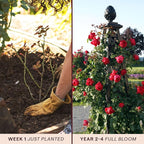 Heirloom Climbing Roses, Live Own Root Plant for Outdoor Garden, Arborose® Florentina, Moderately Fragrant, Hardiness Zones 5-10, Continual Blooming