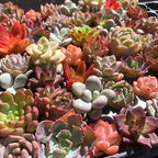 Mix DIY Rare Live Succulent Plants, 0.5-1,5" Random Mystery Bulk Succulent Live Plant, Without Pot & Soil, 12/24/100 Pcs, Garden Indoor Office Desk Decoration, Plant Gifts (100)