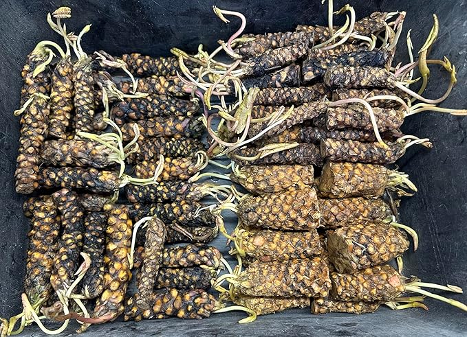 Live Hardy Water Lily Tubers Rhizomes Bulb Seed Nymphaea Aquatic Pond Plants Water Gardens Pre-Grown Flower in White Pink Red Yellow Orange Blue Purple (1, White Hardy Pond Lily)