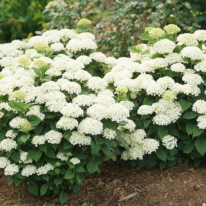 Proven Winners Invincibelle Wee White 2.0 Smooth Hydrangea (arborescens) Live Plant, 4.5" Qt