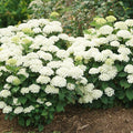 Proven Winners Invincibelle Wee White 2.0 Smooth Hydrangea (arborescens) Live Plant, 4.5" Qt, 4 Pack