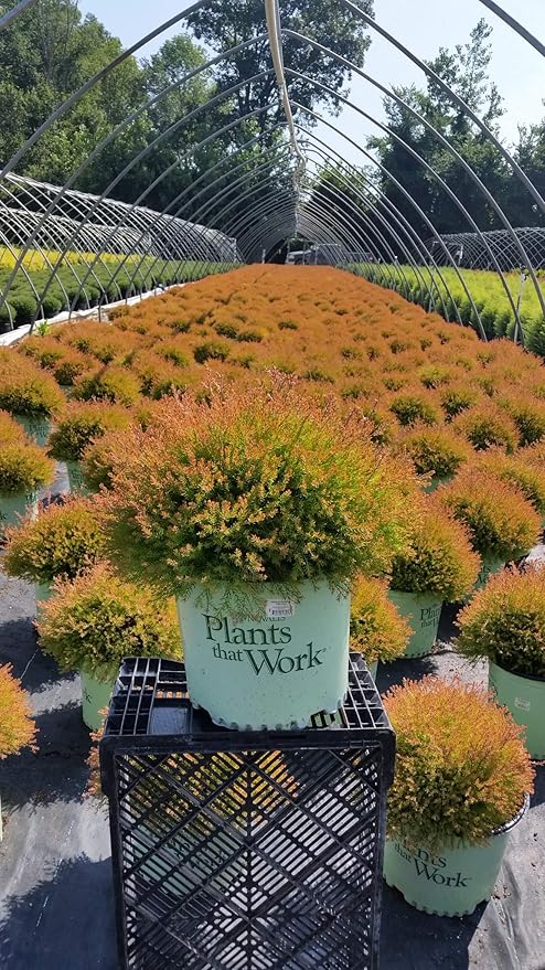 Green Promise Farms Thuja OCCIDENTALIS `FIRE Chief` (Globe Arborbitae) Evergreen, #3 Size Container, Orange Foliage