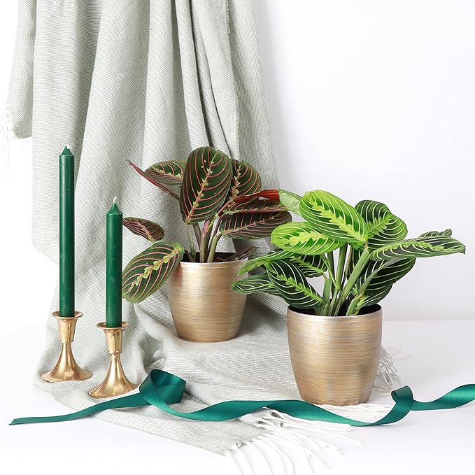 Thorsen's Greenhouse Prayer Plants Set of 2, Maranta leuconeura, Pet Safe, Low Light, Live Indoor Plants, 4" Diameter Plants, Classic Pots (Gold)