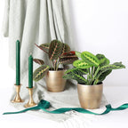Thorsen's Greenhouse Prayer Plants Set of 2, Maranta leuconeura, Pet Safe, Low Light, Live Indoor Plants, 4" Diameter Plants, Classic Pots (Gold)